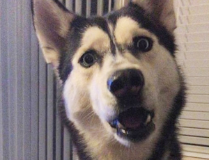 ddos压力在线测试平台