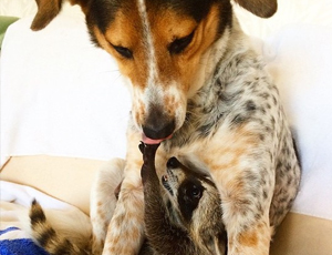 ddos压力在线测试平台